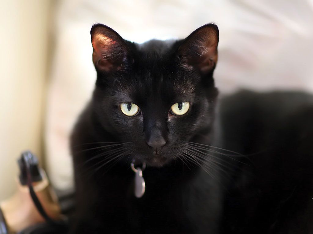 Amerikai rövidszőrű fekete macska