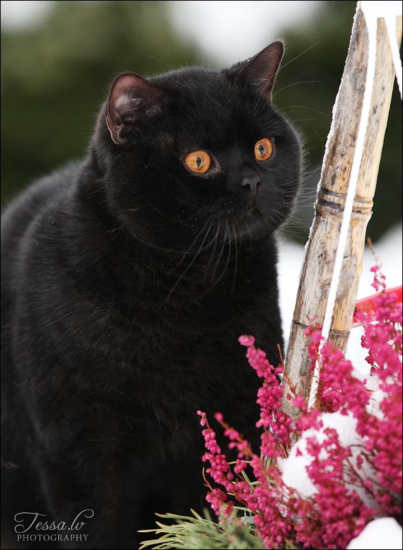 fekete macska fajták Brit rövidszőrű