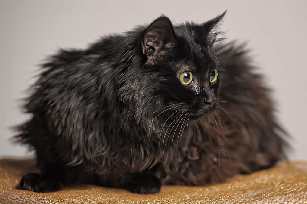 Chantilly-Tiffany fekete cica
