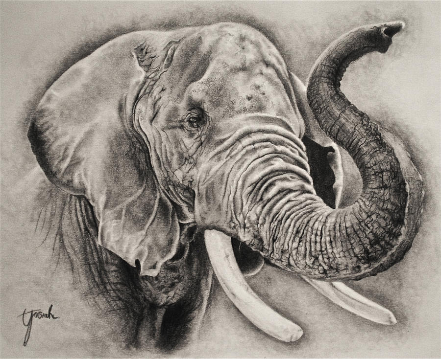 Elefánt vázlat