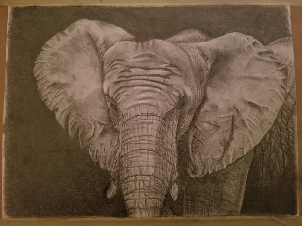 elefánt grafit rajz