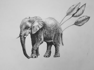 elefánt rajz