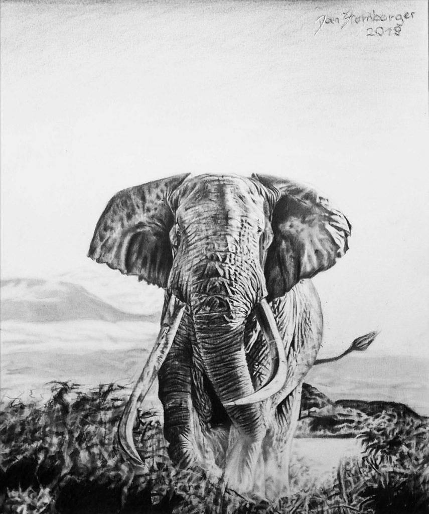 elefánt rajza