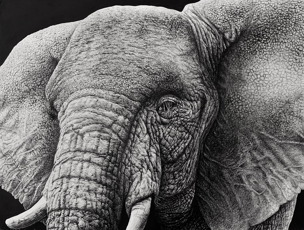 elefánt rajzolás
