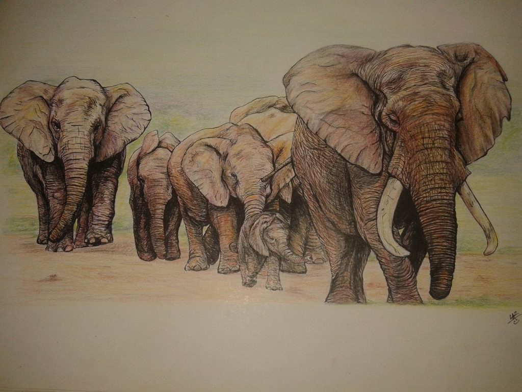 elefántcsorda rajz