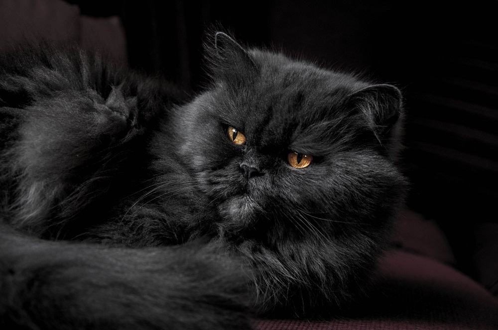 fekete perzsa cica
