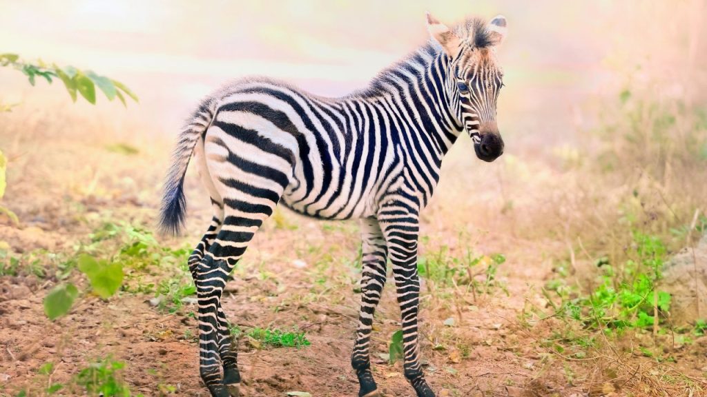 zebra csikó