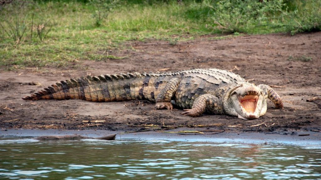 Nílusi krokodil