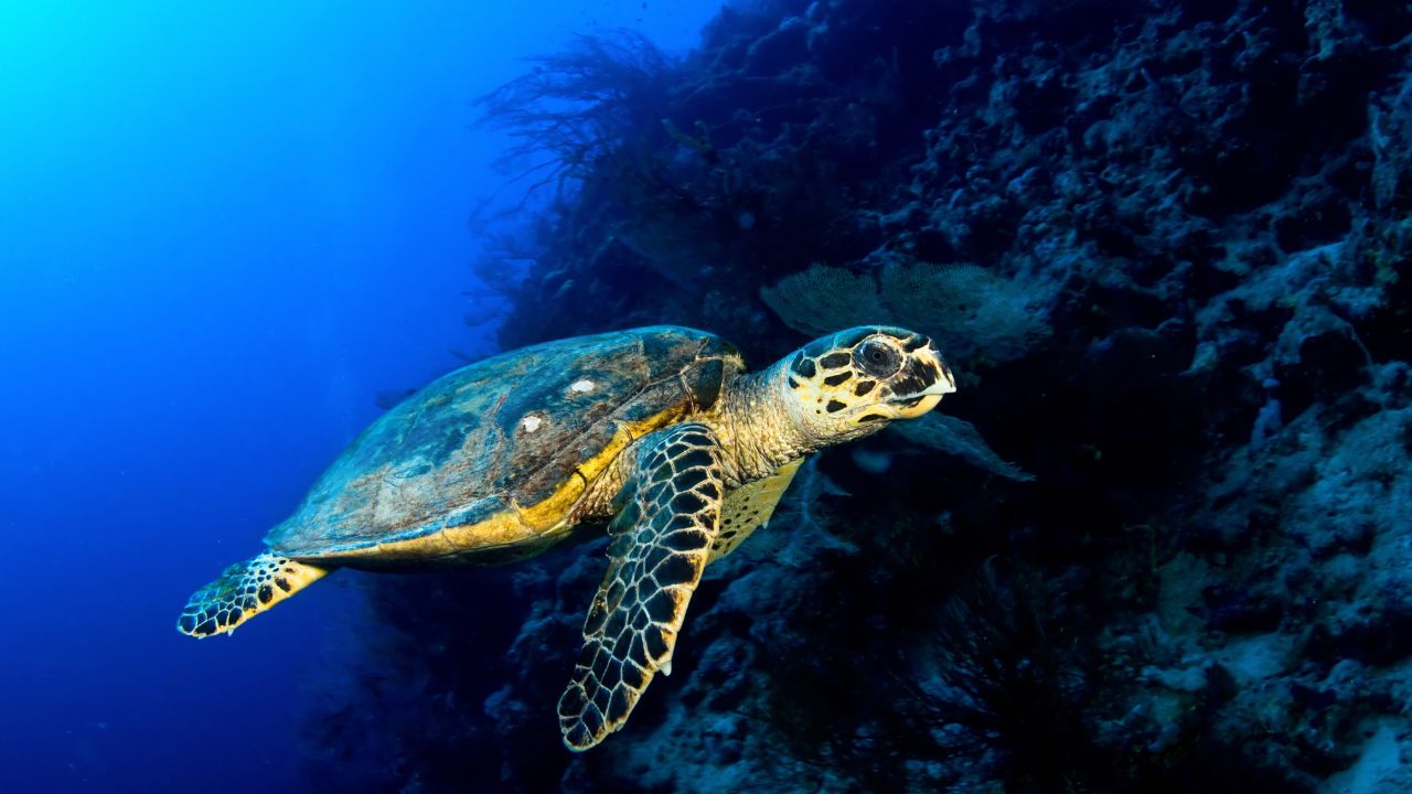 8 meglepő teknős tény