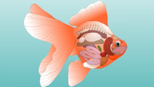 Aranyhal anatómiája