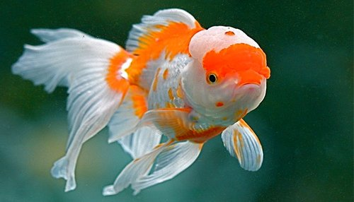fehér-narancssárga aranyhal