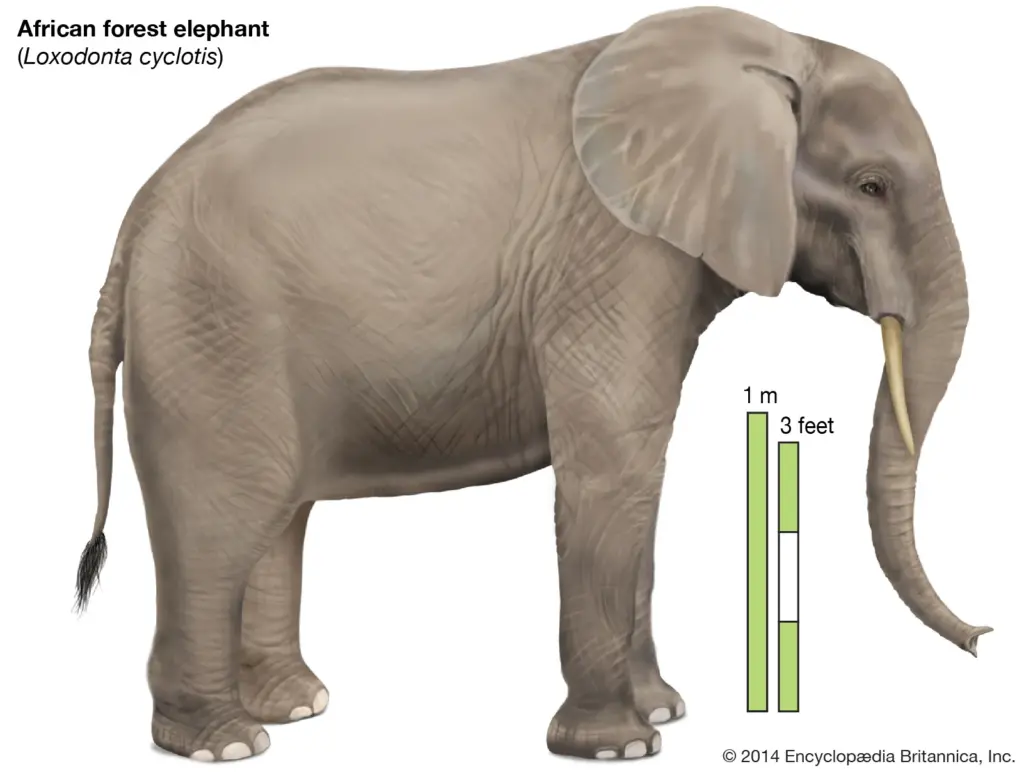 Elefánt anatómia