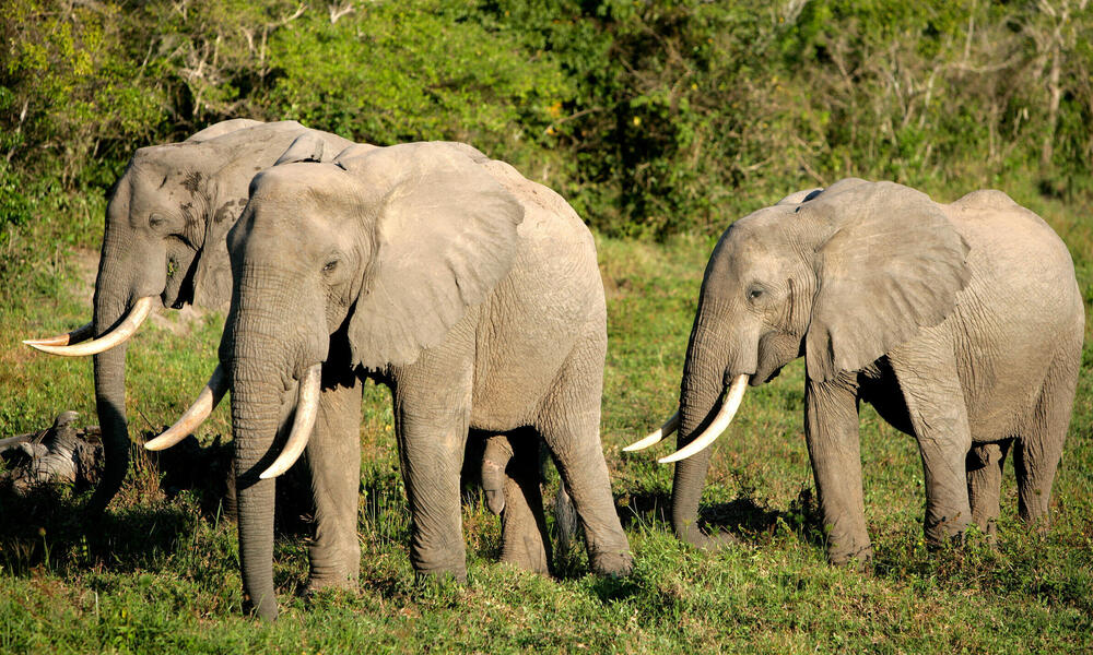 afrikai erdei elefántok