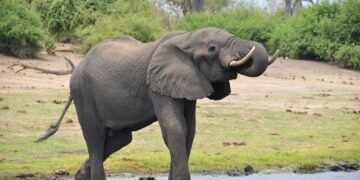 elefánt érdekességek