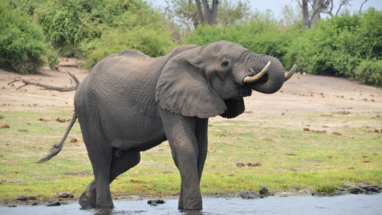 Elefántok: Ismerd meg a világ legnagyobb emlősét 10 érdekességen keresztül