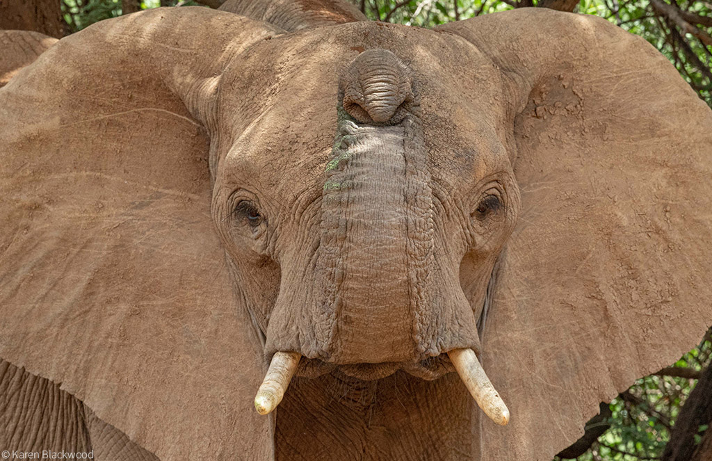 elefántok a testbeszédüket is használják a kommunikációhoz