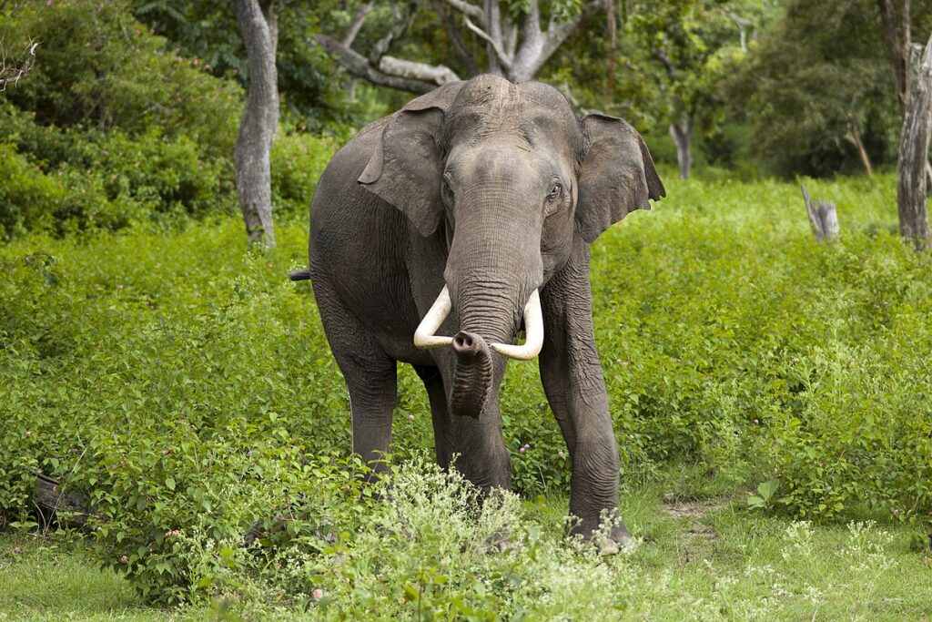 ázsiai elefántok