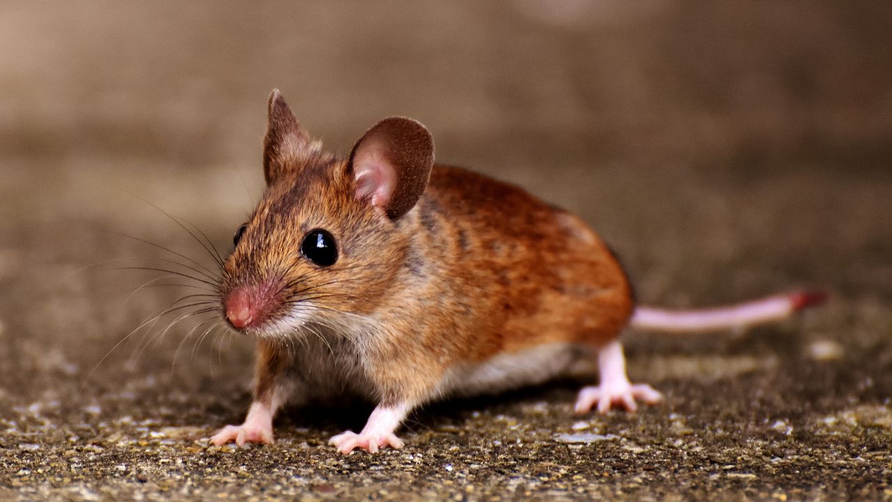 Egerek világa: meglepő érdekességek