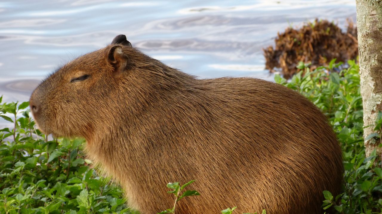 Kapibarák: Ismerkedj meg a világ kedvenc rágcsálóival